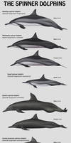 The spinner dolphins