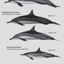 The spinner dolphins