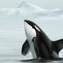 Wild orca breach - for Faust