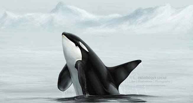 Wild orca breach - for Faust