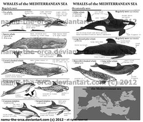 ID guide to mediterranean whales