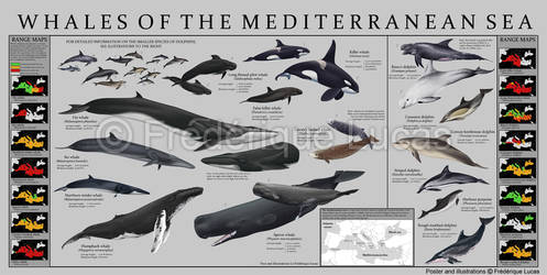 Whales of the Mediterranean sea - POSTER
