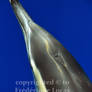 Asymmetrical - Common dolphin
