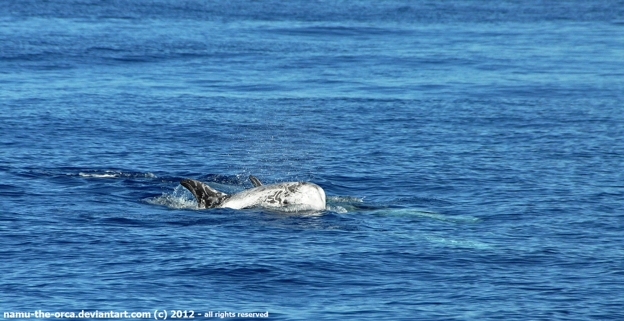 The dolphin-sized whale - Risso's dolphin