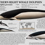 Southern right whale dolphin