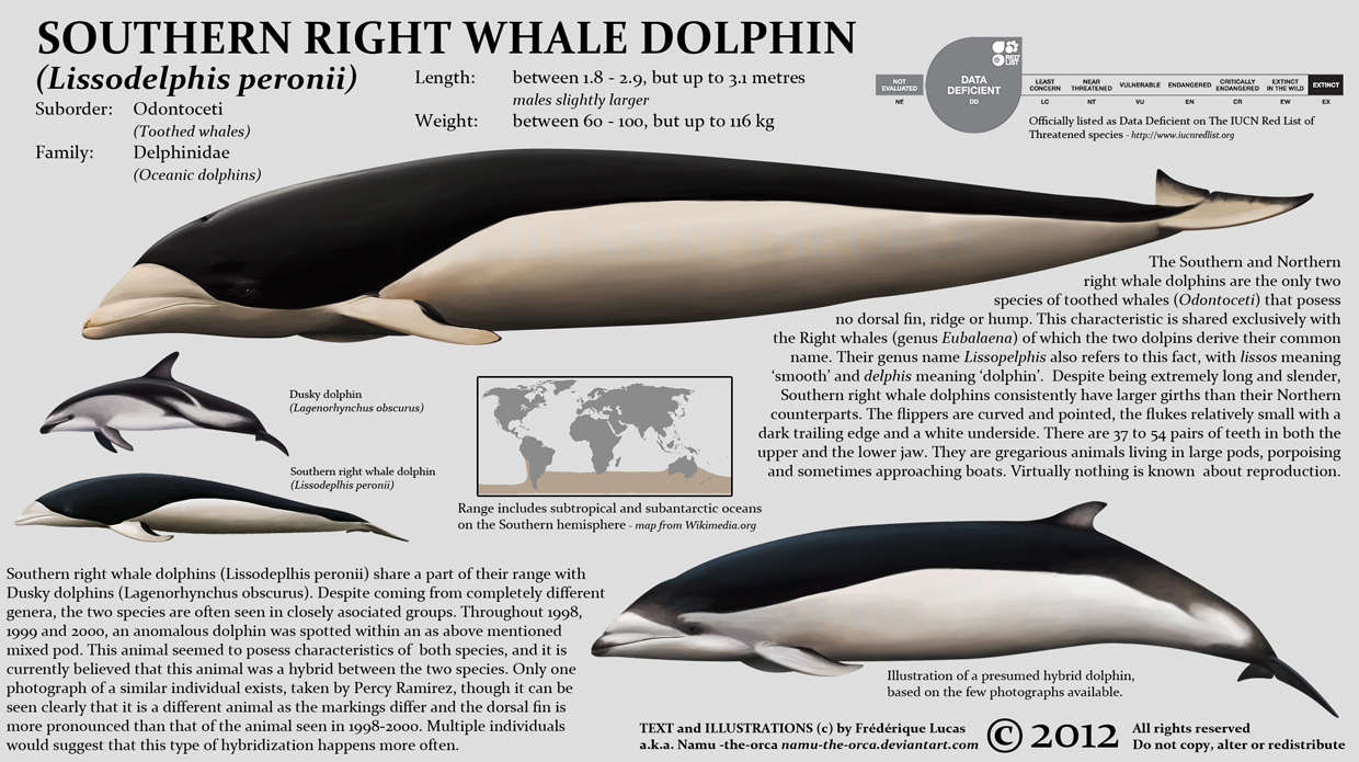Southern Rught Whale Southern right whale dolphin by namu-the-orca on DeviantArt