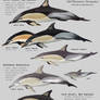 Common dolphins of Australia and New Zealand