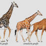 Giraffe subspecies