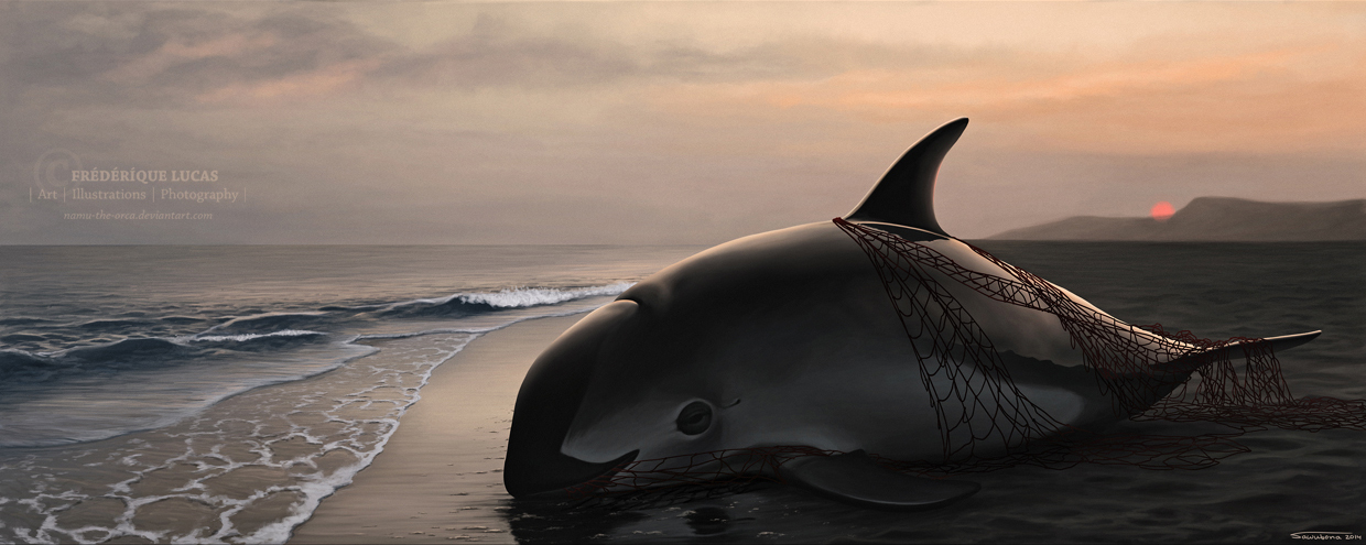 Despedida Vaquita ( 'Goodbye Vaquita' ) by namu-the-orca
