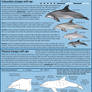 Tips for drawing young (Bottlenose) dolphins