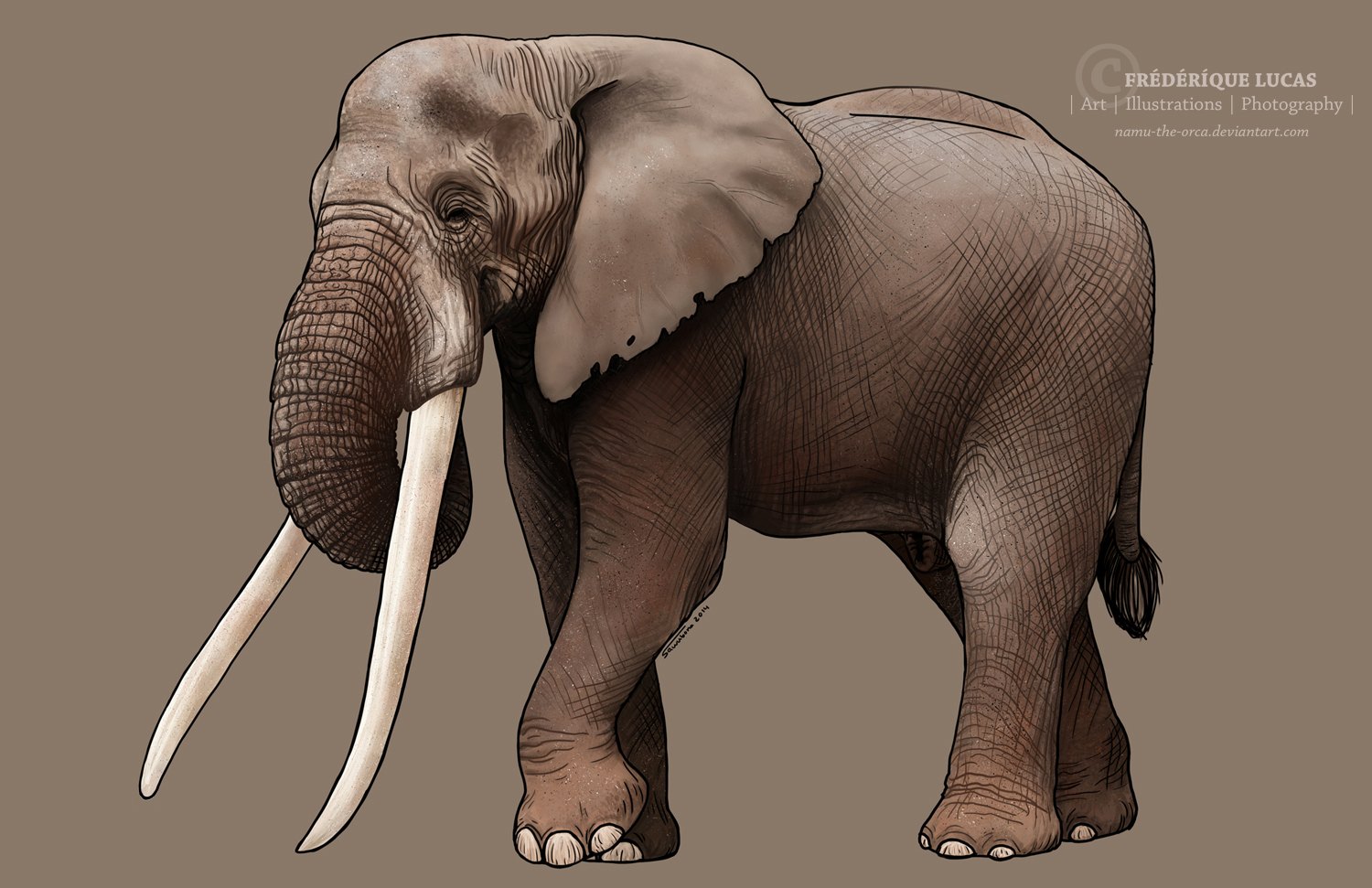 African bush elephant - a story about poaching by namu-the