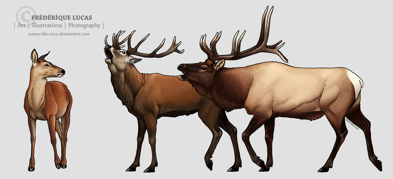 Red deer and Wapiti