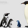 Four penguin species