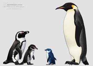 Four penguin species
