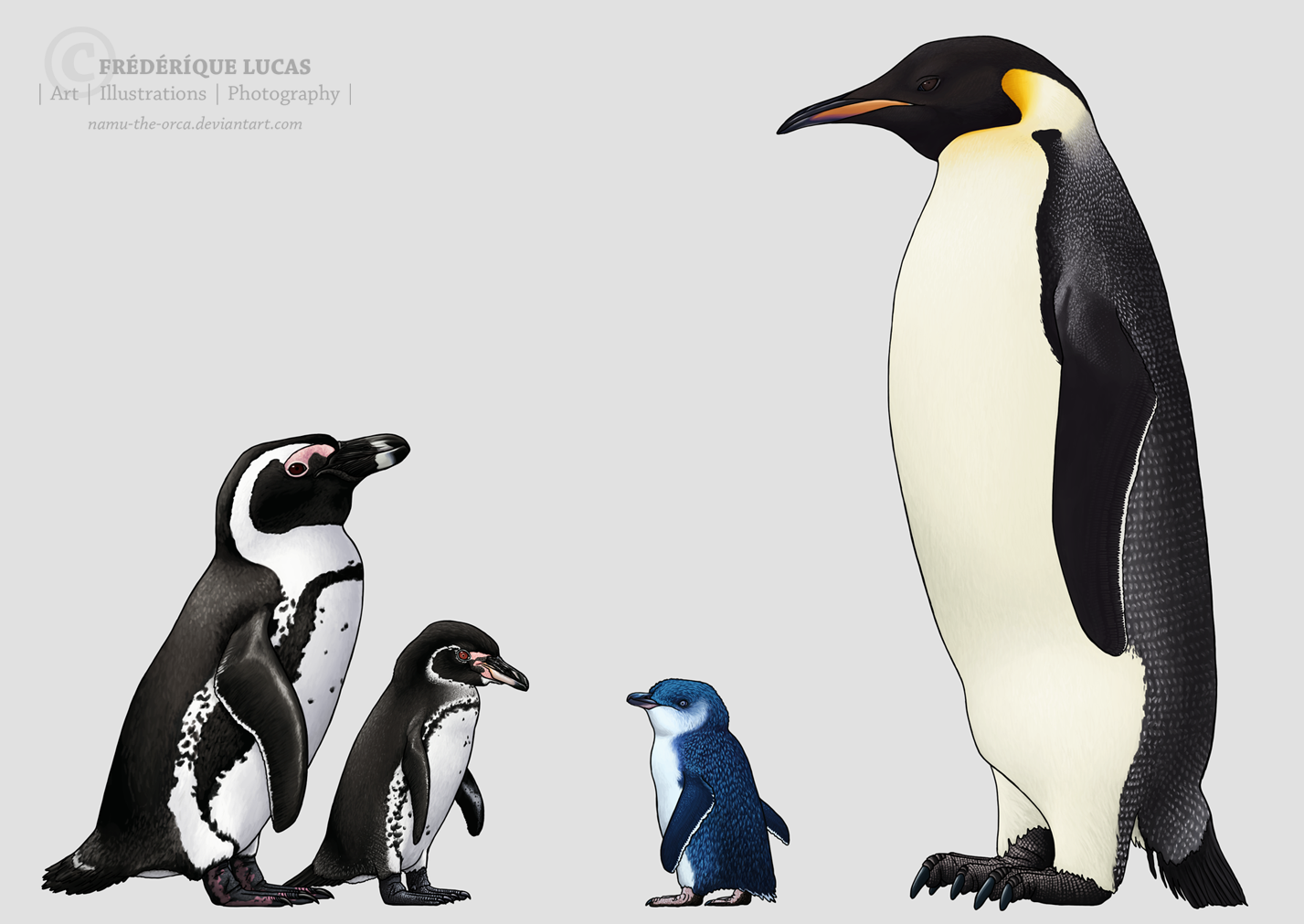 Four penguin species