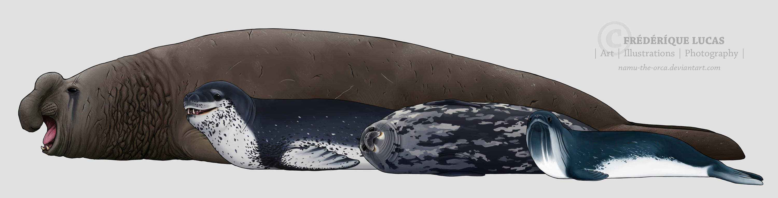Leopard Seal Size Comparison