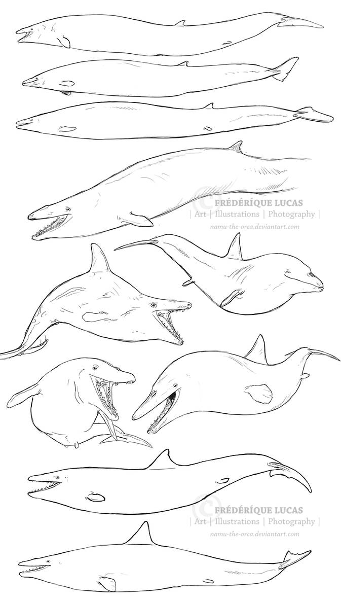 Basilosaurus Deviantart Ancient whales (Basilosaurus and Dorudon) by namu-the-orca on DeviantArt