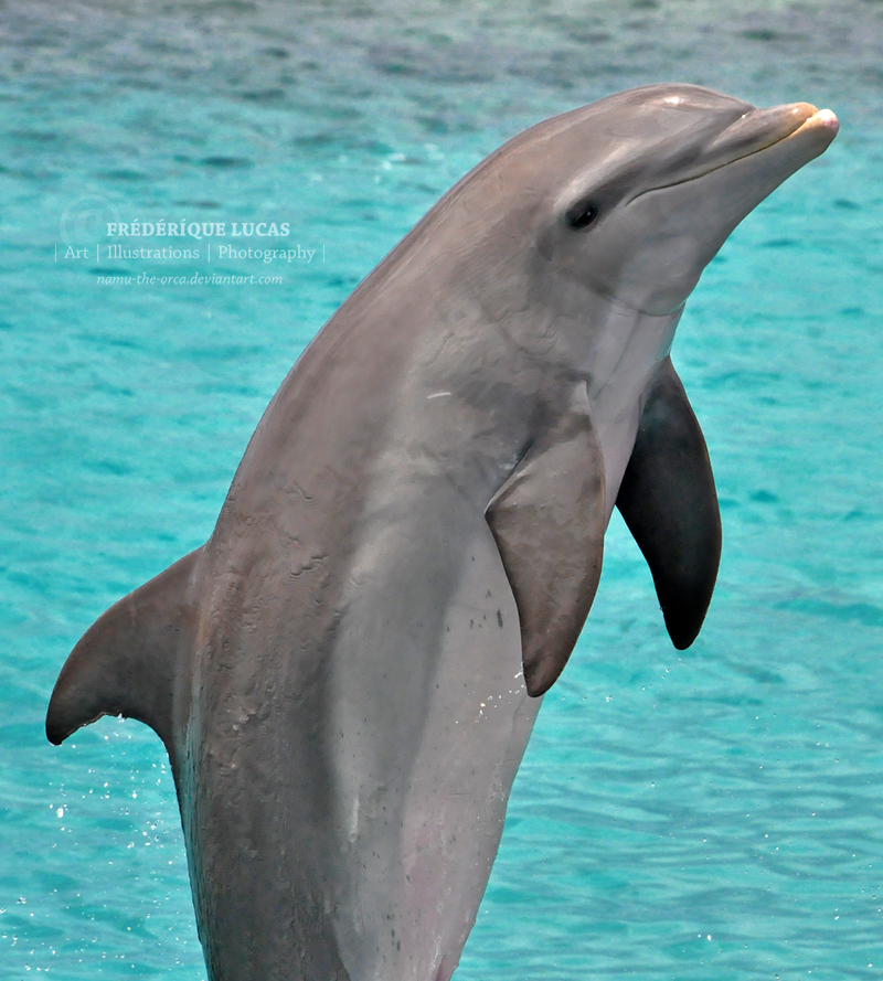 Dolphin profiles - Roxette