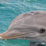 Dolphin profiles - Ritina