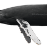 Humpback whale (Megaptera novaeangliae)