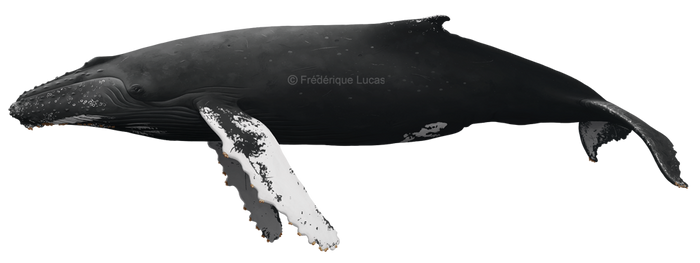 Humpback whale (Megaptera novaeangliae)