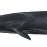 Sei whale (Balaenoptera borealis)