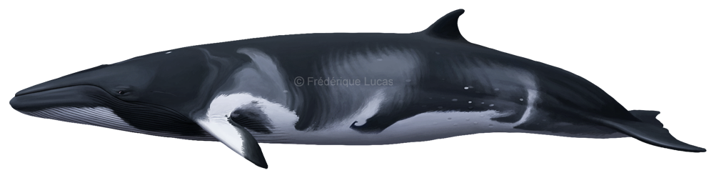 Dwarf minke whale (Balaenoptera a. ssp.)
