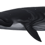 Bryde's whale (Balaenoptera brydei/edeni)