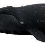 Bowhead whale (Balaena mysticetes)