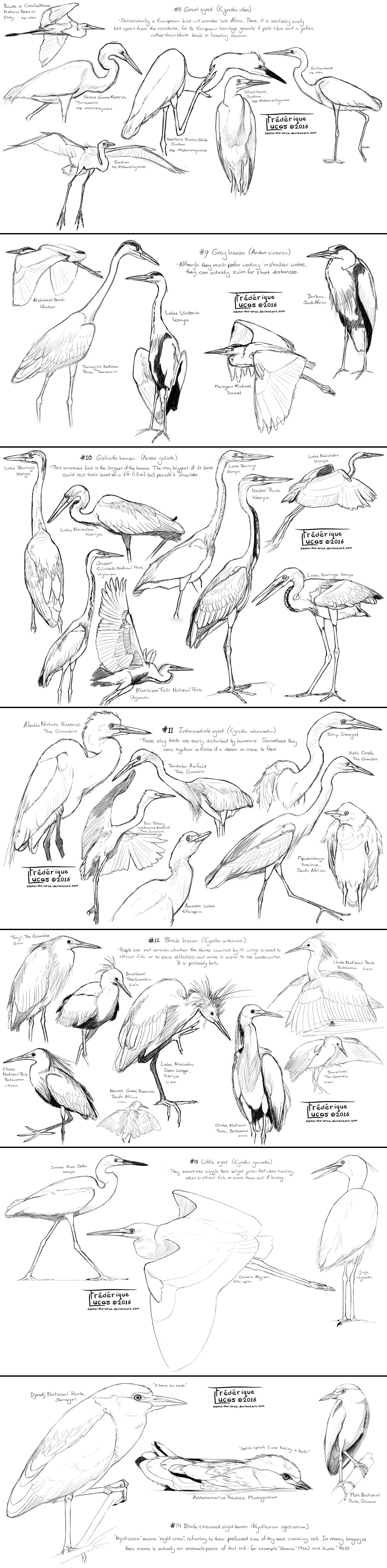 A bird species a day - week 2