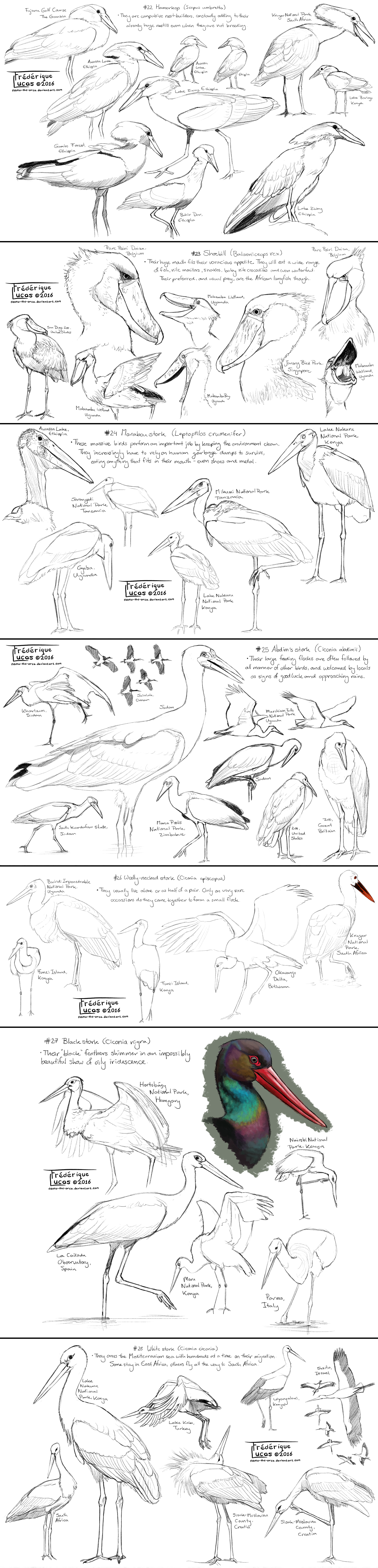 A bird species a day - Week 4