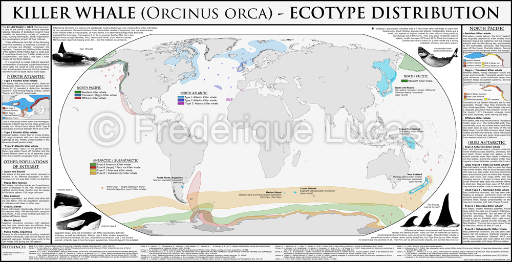 KILLER WHALE ecotypes distribution POSTER