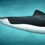 Porpoises with glasses