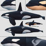 Orcinus orca - the Killer whale