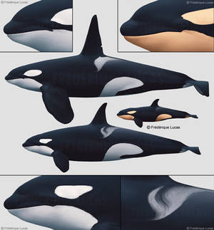 Orcinus orca - the Killer whale