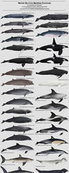 Marine Life of the Maritime Provinces by namu-the-orca