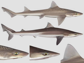 Starry smooth-hound + Tope shark