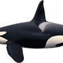 Killer whale (Orcinus orca) SEALIFE