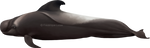 Short-finned pilot whale (G. macrorhynchus)SEALIFE by namu-the-orca