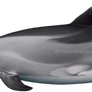 Bottlenose dolphin (Tursiops truncatus) SEALIFE