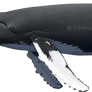 Humpback whale (Megaptera novaeangliae) SEALIFE