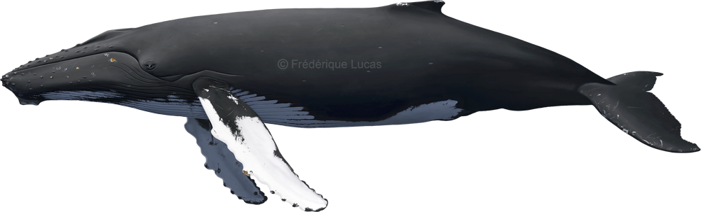 Humpback whale (Megaptera novaeangliae) SEALIFE by namu-the-orca