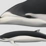 HYBRID DOLPHINS - southern Lisso x Dusky