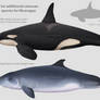 Two new cetaceans for Nicaragua