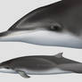 HYBRID DOLPHINS - northern Lisso x common dolphin