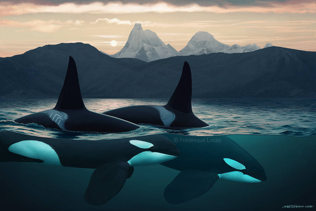 Two Orca Two Brothers by namu-the-orca on DeviantArt