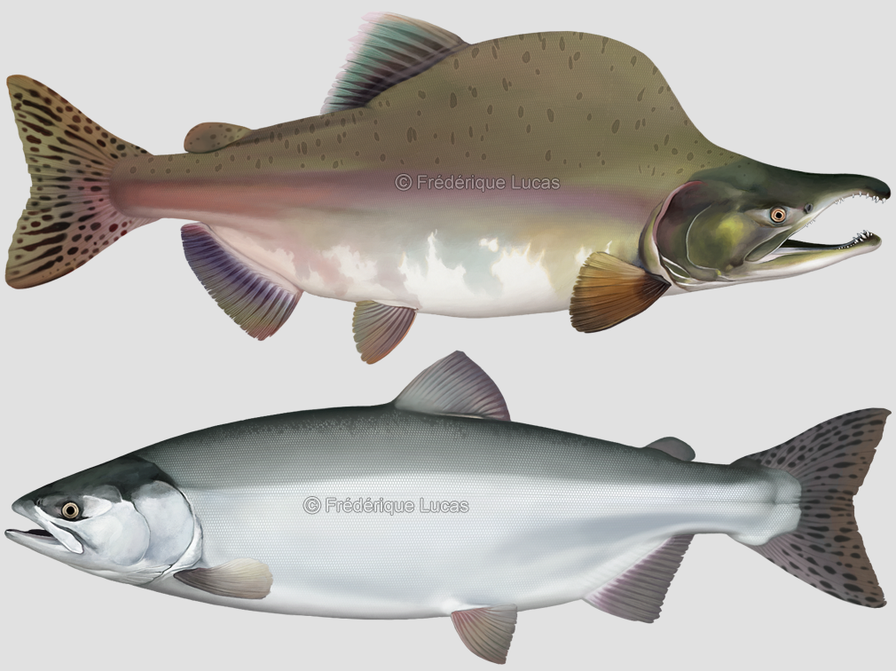 Pink Salmon – The Humpback of the River