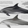 Two species of bottlenose dolphin in Eastern AU