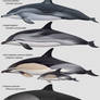 Some dolphins (and a porpoise)