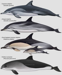 Some dolphins (and a porpoise)